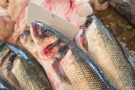 Fresh seabass fish on ice in supermarket. seafood.