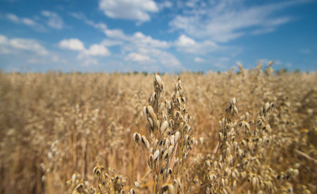 wheat field with blue sky and white clouds, shallow depth of field