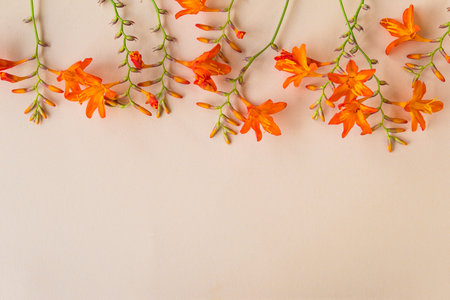 Orange flowers on a light background. Flat lay, top view.の写真素材