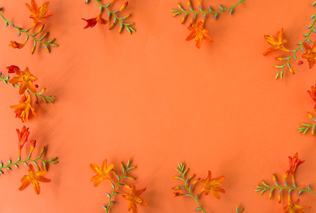 flowers composition. Frame made of orange flowers on orange background. Flat lay, top view, copy spaceの写真素材