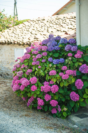 Hydrangea flowers in the garden with old house in the background.