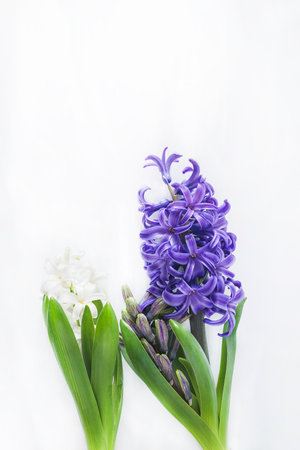 Blue hyacinths and white hyacinths on white background