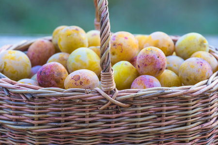Wicker basket full of yellow and purple easter eggs in the gardenの写真素材