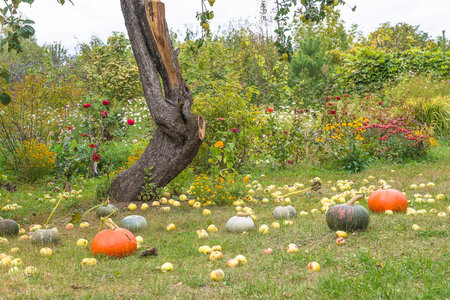 Autumn landscape with pumpkins in the garden and a tree.