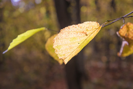 Autumn leaves on a branch in the forest. selective focus