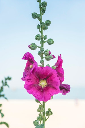 Pink hollyhock flower with blue sky and sea background.