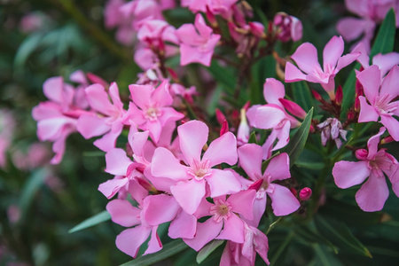 Pink oleander flowers blooming in the garden, stock photo