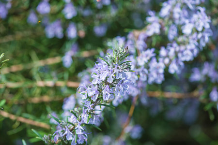 Close up of a rosemary plant with purple flowers in the garden