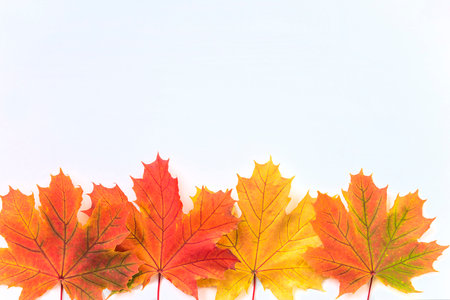 Autumn maple leaves on white background. Flat lay, top view.の写真素材