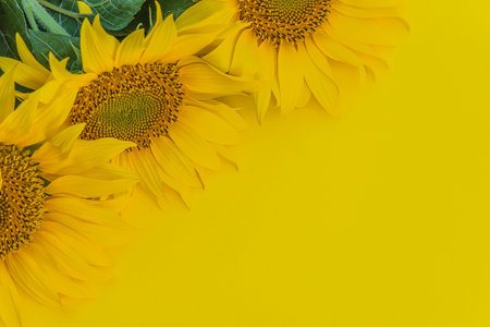Sunflowers on a yellow background. Flat lay, top viewの写真素材