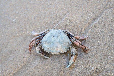 crab on the beach, close up of crab on the beach