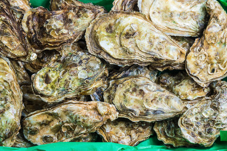 Fresh oysters in the market. seafood. Health food.の写真素材