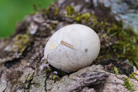 Close up of a common puffball (Lithium macrorhynchos)の写真素材