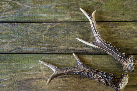 Two antlers of deer on a wooden background, top view.の写真素材