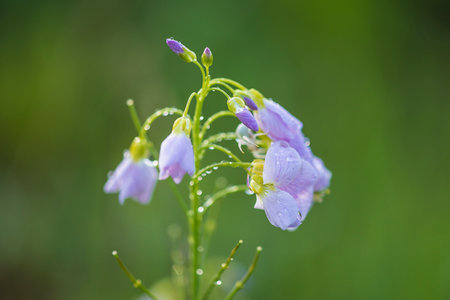 Cuckooflower (Cardamine pratensis) blooming in the wildの写真素材