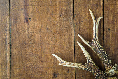 Deer antlers on wooden background. top view with copy spaceの写真素材