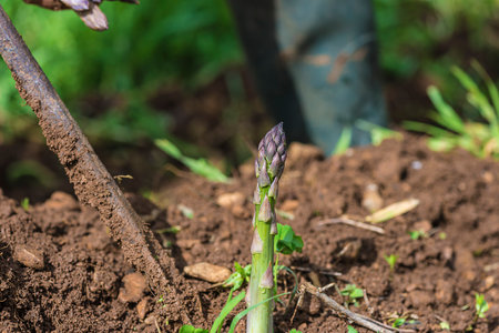 Fresh green asparagus growing in the garden. gardening concept.の写真素材