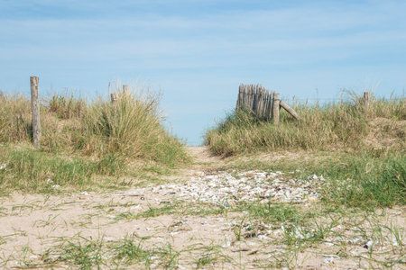 Sand dunes and wooden fence on the beach in Zeeland, Netherlandsの写真素材