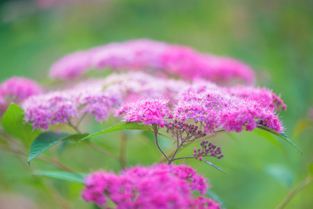 Japanese Spirea (Spiraea japonica) flowersの写真素材