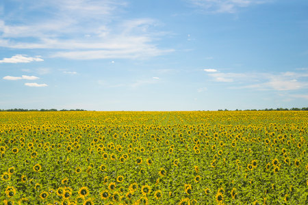 Field of sunflowers on a background of blue sky with cloudsの写真素材