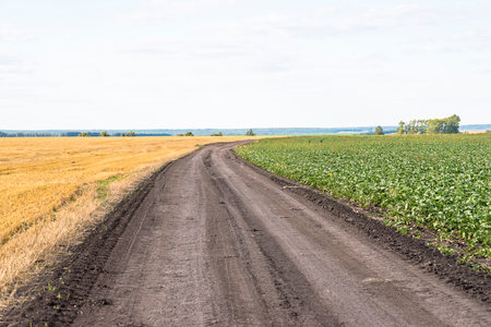 Rural dirt road through the field of soybeans. agricultural landscapeの写真素材