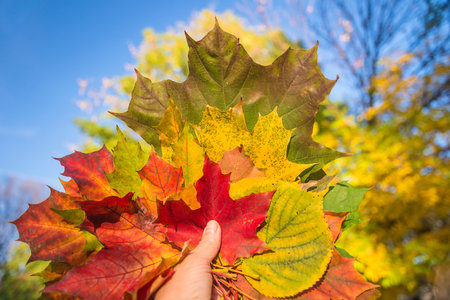 Bouquet of colorful autumn maple leaves in woman hand