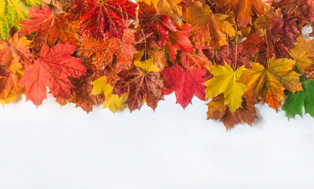 Colorful autumn maple leaves isolated on white background with copy space.の写真素材