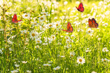 Butterflies and daisies in a meadow in sunlightの写真素材