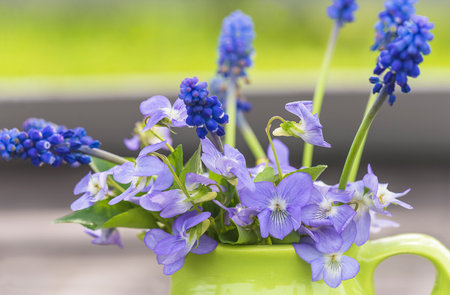 Blue Grape Hyacinths (Muscari armeniacum) in a vaseの写真素材