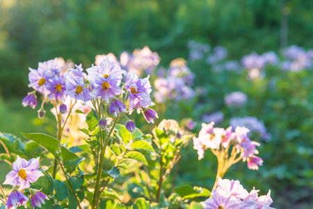 Potato field with blooming flowers in the early morning light.の写真素材