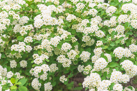 White flowers of spirea in the garden. Spring background.