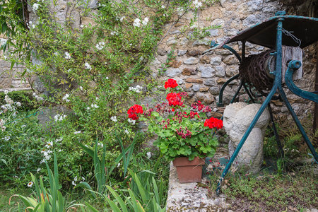 Pots with red geraniums in the courtyard of an old houseの写真素材