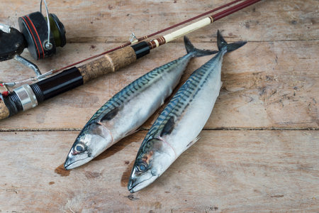 Fresh mackerel fish with fishing rod on wood background, Fishing conceptの写真素材