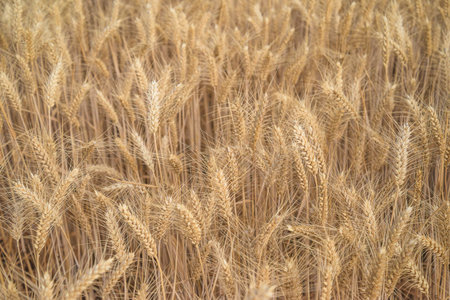 Wheat field ready for harvest. Ears of golden wheat close up.の写真素材
