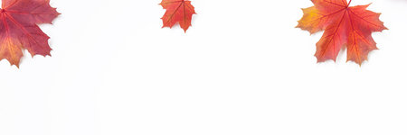 Bright autumn maple leaves on white background. Flat lay, top view.