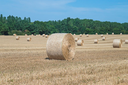 Round bales of hay in a wheat field in the summer.