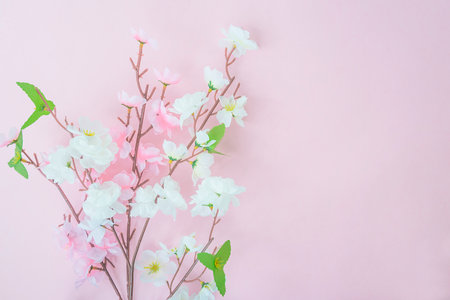 Flowering branch of sakura on pastel pink background.の写真素材