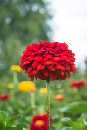 Beautiful red zinnia flower in the garden, stock photo