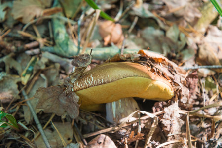 Boletus badius mushroom in the forest, close-up