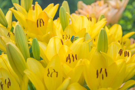 Yellow lily flower in the garden with green leaf background, stock photo