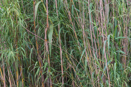 Background of reeds with stems and leaves, close-up.
