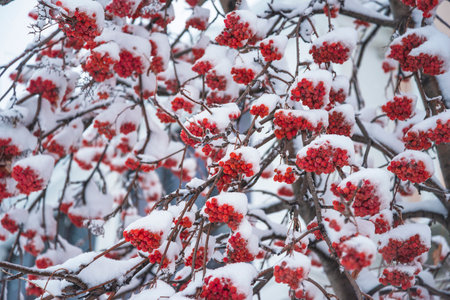 Snow covered rowan berries on the branches of a tree in winterの写真素材