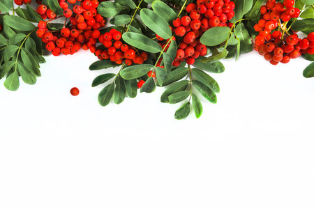 Rowan berries with green leaves isolated on white background with copy spaceの写真素材