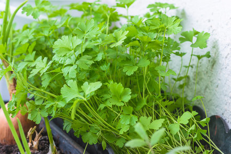 Parsley seedlings in a pot on the windowsill.
