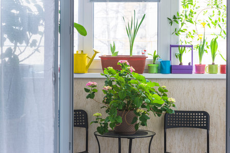 Flowers in pots on the windowsill in a cozy room.の写真素材