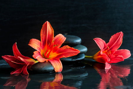 Spa still life with red lily and zen stones on black backgroundの写真素材