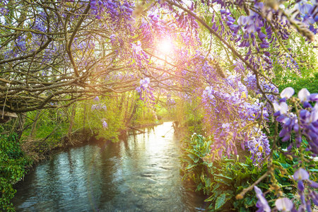 Wisteria blooming along a stream in the park. Spring landscape.の写真素材