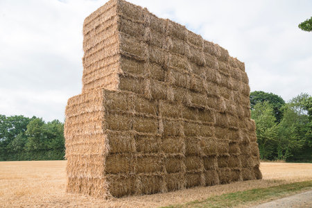 Straw bales in a field on a sunny summer day.の写真素材