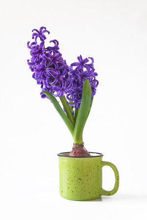Purple hyacinth in a green cup on a white backgroundの写真素材