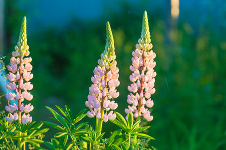 Pink lupine flowers blooming in the field at sunset.の写真素材
